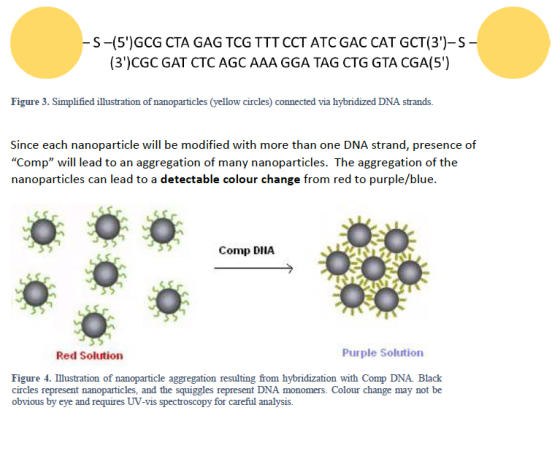 -S-(5)GCG CTA GAG TCG TTT CCT ATC GAC CAT GCT(3)-5- (3)CGC GAT CTC AGC AAA GGA TAG CTG GTA CGA(5) Figure 3. Simplified il