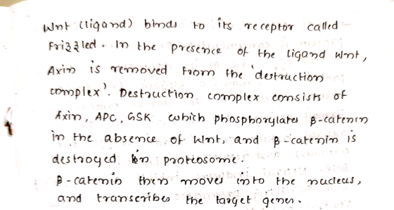 wint lligand) binds to its receptor called frizzled in the presence of the ligand Wmt, Axin is removed from the destruction c