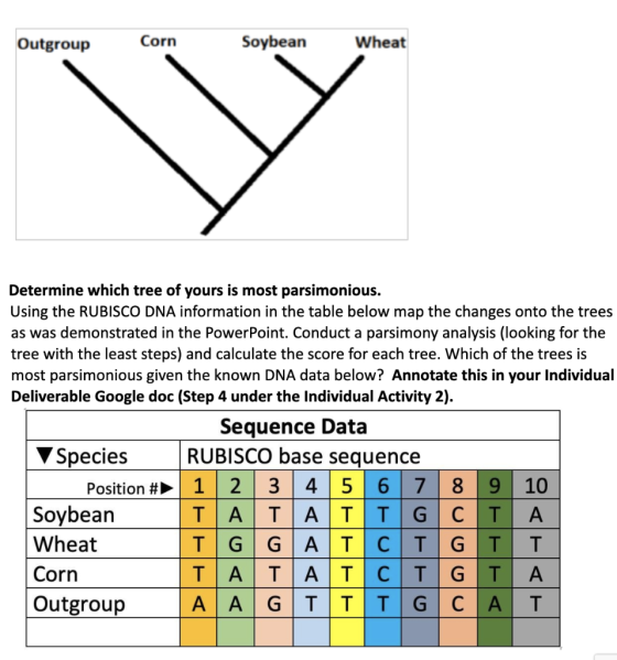 Outgroup Corn Soybean Wheat Determine which tree of yours is most parsimonious. Using the RUBISCO DNA information in the tabl