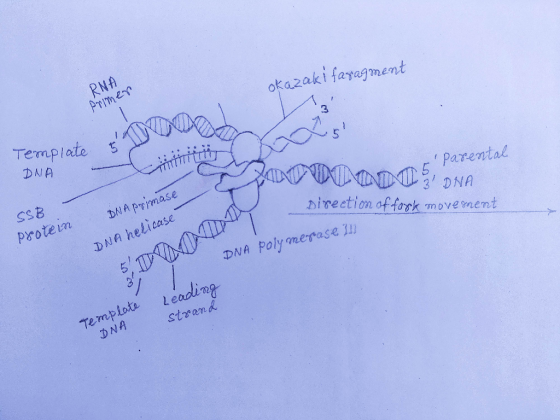 Okazaki faragment RNA Primer Template sturen DNA linti IParental ATITIND US ONA SSB DNA primase We Direction of fook movemen