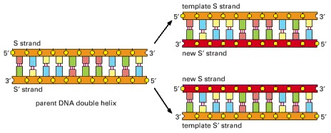 template S strand Food 23 3 . . . S strand 0 . 05 50 . . . new S strand 0 0 0 0 3 new S strand 5 • 3 0005 S strand parent DN