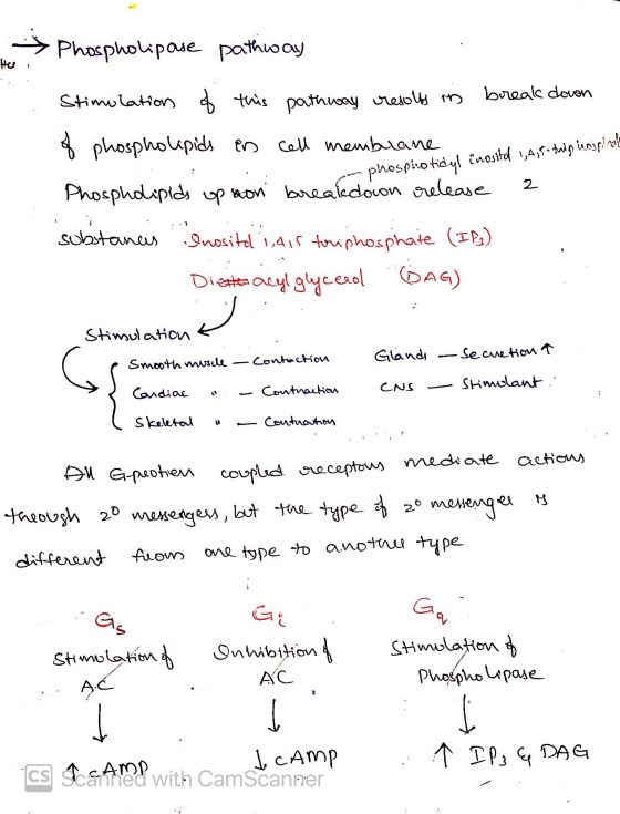 Phospholipase pathway 1 of break down phospicotidyl inositol 1,4,5-tudy inaapi munka 2 Stimolation this pathway results in of