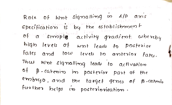 Role of wint signalling in all axis specification is by the establishment of a simple activity gradient whereby high levels o