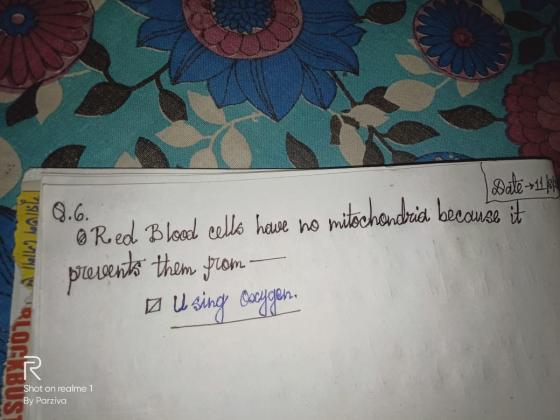 Date 1114 LALI O Reed Blood cells howe no mitochondria because it prevents them from — in using oxygen lan A OCKBUS Shot on r