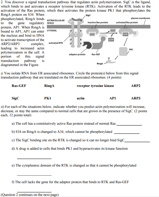 2. You discover a signal transduction pathway that