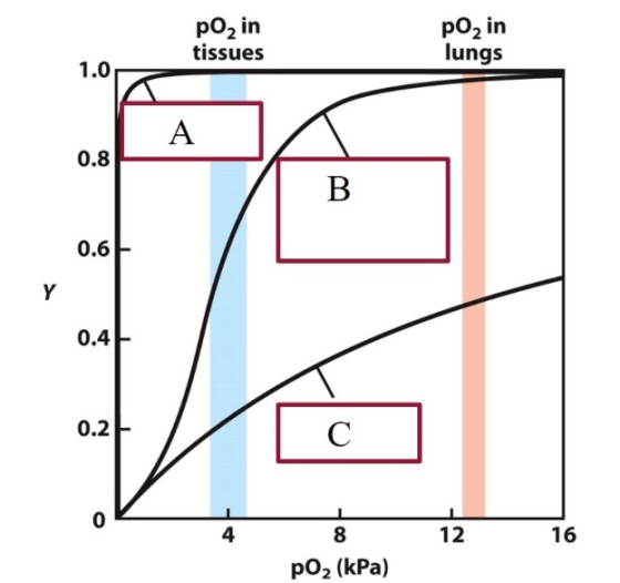 po, in tissues pO2 in lungs B 12 16 8 pO2 (kPa)