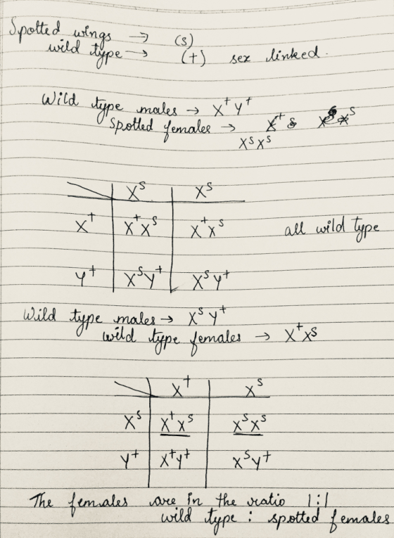 mgs Wild tipe males → X.Y_ uoil wild