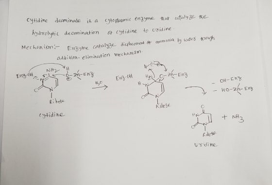 cytidine deaminase is a cytoplasmic enzyme that catalyze the hydrolytic deamination of cytidine to uvidine. Mechanismi throug