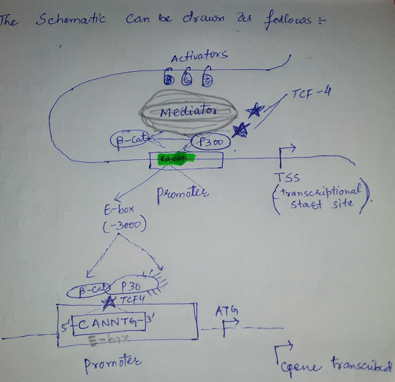 The Schematic can be drawn as follows wst Activators TCF - 4 Mediator (ß-cate P300 TSS Promotie (transcriptional start site E