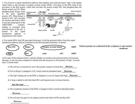 2. You discover a signal transduction pathway that regulates actin polymerization. SigC is the ligand, which binds to and act