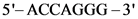 5-ACCAGGG -3