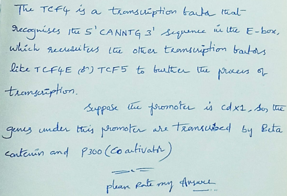 The Tef4 is a transcription tauta that recognises the 5 CANNTG 3 sequence in the E-box, which recruitus the other teanscrip