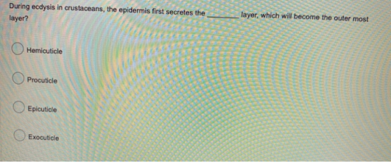 During ecdysis in crustaceans, the epidermis first secretes the layer? layer, which will become the outer most Hemicuticle Pr