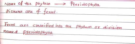 > Pteridophyta Name of the phylum Pictures are of ferus. Ferns are classified into the phylem or division named Pteridophyta