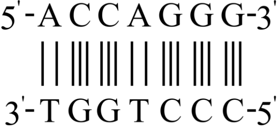 5-ACCAGGG-3
3-T GGT CCC-5