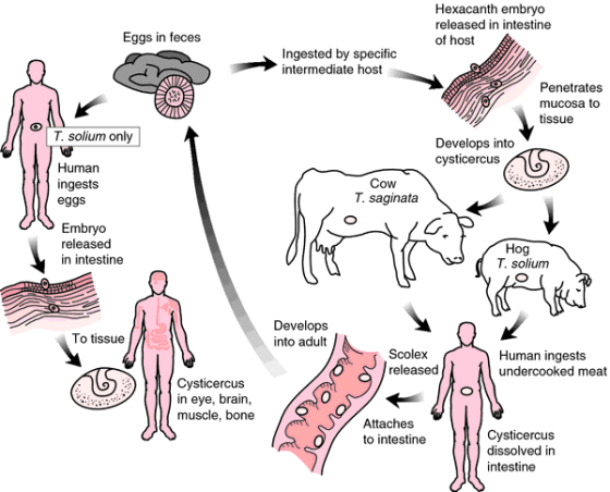 Hexacanth embryo released in intestine of host Eggs in feces Ingested by specific intermediate host 20 Penetrates mucosa to t