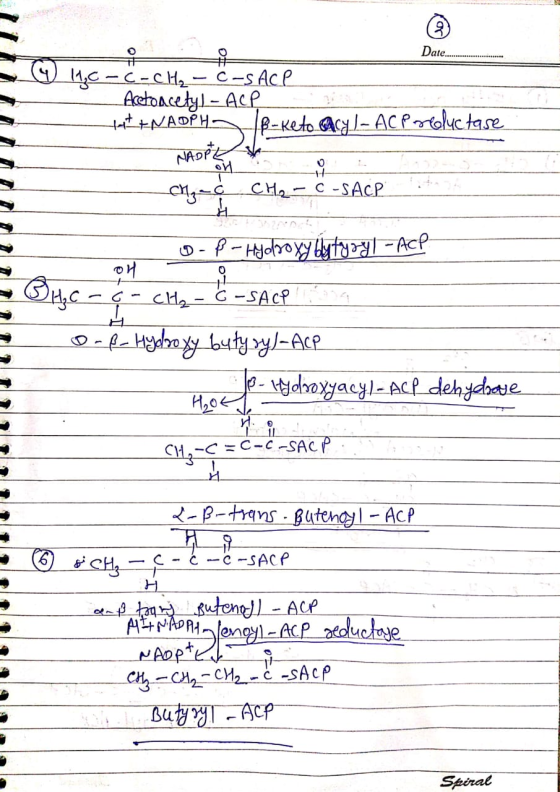 2 Date..... 유 q ① 4C - C- CH₂ - C-SACP Acetoacetyl - ALL TEENADPHE IB-keto acyl-ACP reductase NADPL on M₂-C CHQ- C -SACP ů 9-