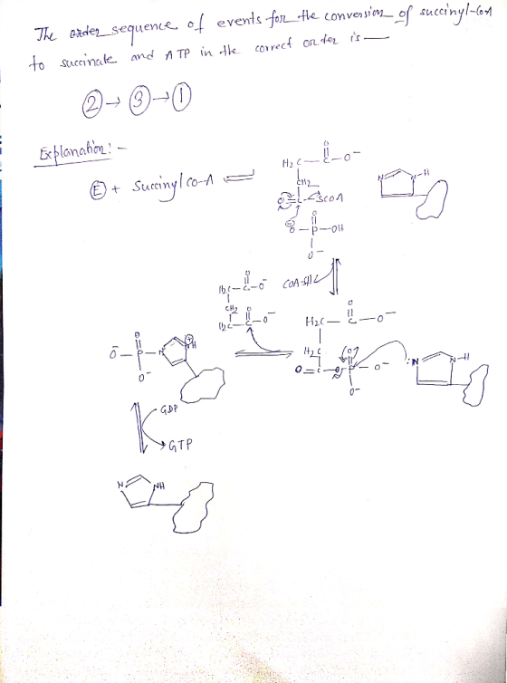 Qtder_ sequence o evets fon He convenpien of succinyl-eM o StAccim Elnahon 0 GDP GTP