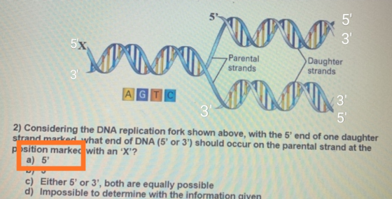 700 3 Parental strands Daughter strands GT 2) Considering the DNA replication fork shown above, with the 5 end of one daught