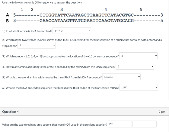 Use the following genomic DNA sequence to answer the questions. 5 A 1 2 3 5- -CTTGGTATTCAATAGCTTAAGTTCATACGTGC- 3--------GAAC