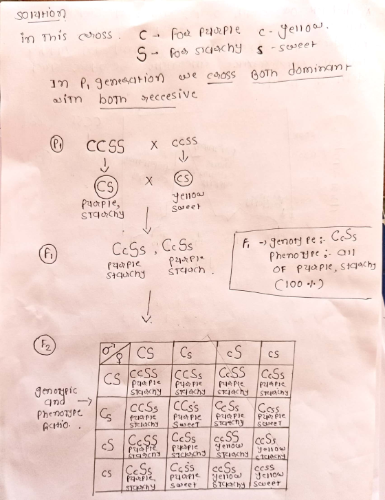 5014700 in this ccross cu fol Prirple c- yellow. S- roos surchy s-sweet In p, generation we cross Both dominant with both rec