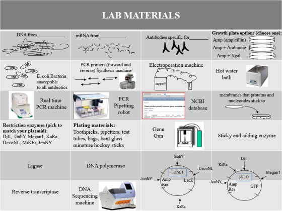 LAB MATERIALS Growth plate options (choose one): DNA from mRNA from Antibodies specific for Amp (ampicillin) Amp +Arabinose A