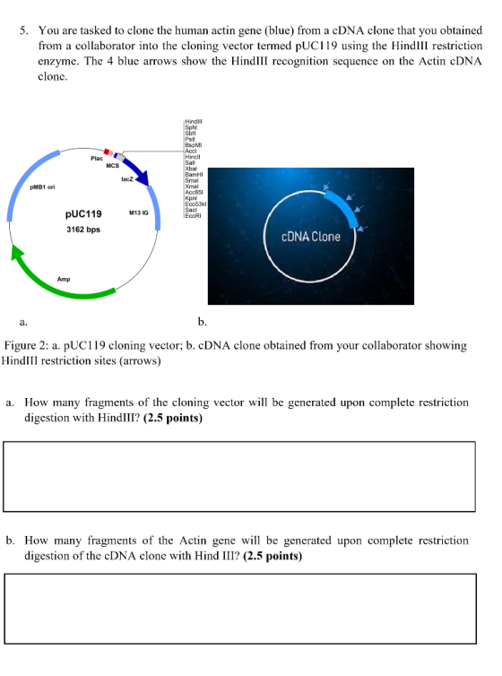 5. You are tasked to clone the human actin gene (blue) from a cDNA clone that you obtained from a collaborator into the cloni