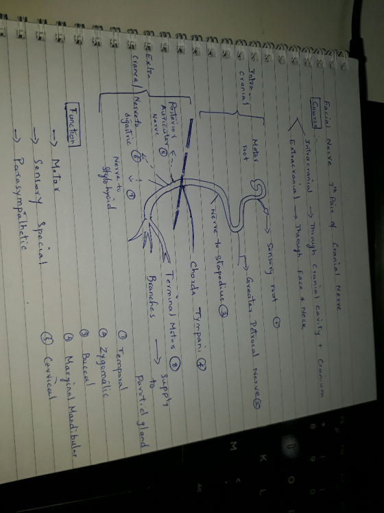 of Cranial Nerve Facial Course - & Creenice. Nerve 7th Pair - Intracranial - - Extracranial Through Through Cranial cavity fa