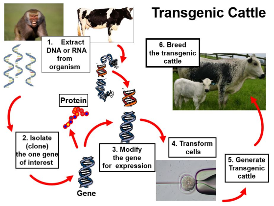 Transgenic Cattle 1. Extract 6. Breed DNA or RNA the transgenic cattle from organism Protein 2. Isolate 4. Transform (clone)