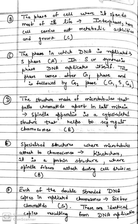 of life > The phase of most of its cell carries and grow. where it shende > Inte metabolic activit Interphase, here cell life