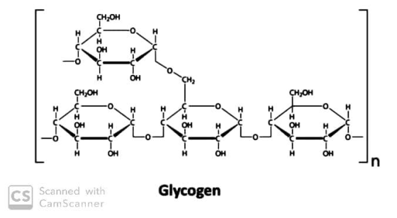 CHOH H OH OH CHOH H OH OH OH Glycogen Scanned with CS CamScanner