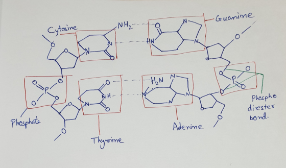 NH2 Cytesine Guanime Phaspho diestex bo md Phosphata Adenime Tkymime
