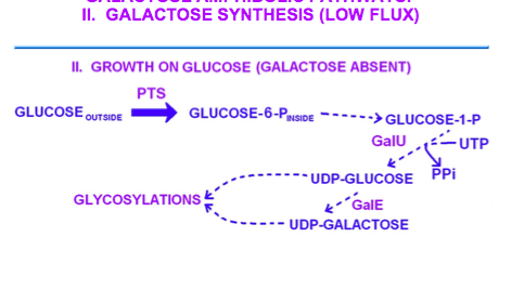 II. GALACTOSE SYNTHESIS (LOW FLUX) II. GROWTH ON GLUCOSE (GALACTOSE ABSENT PTS GLUCOSE OUTSIDE- GLUCOSE-6-PINSIDE GLUCOSE-1-P