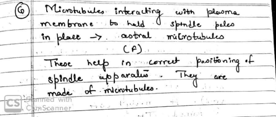 Microtubules interacting with plasma membrane to hold I spindle poles in blace > astral mitrotubules CF). These help in corre