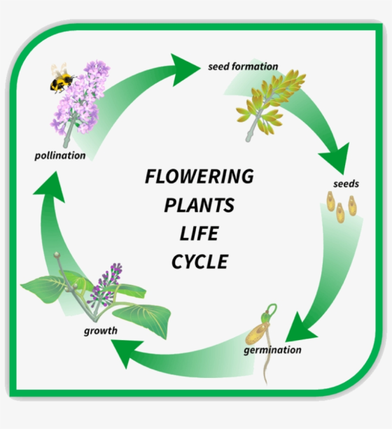 seed formation pollination seeds FLOWERING PLANTS LIFE CYCLE growth germination