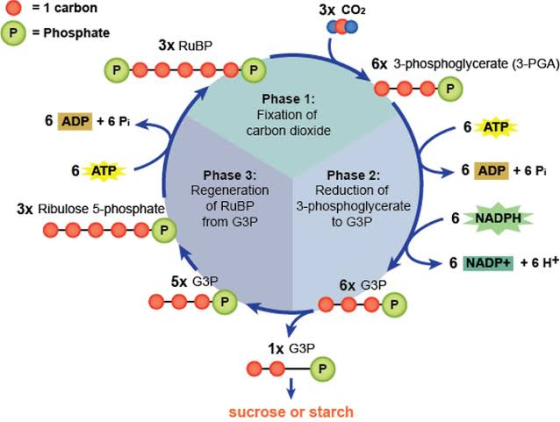3x CO2 = 1 carbon = Phosphate P 3x RuBP -0-0-0-0-P 6x 3-phosphoglycerate (3-PGA) HOP 6 ADP + 6 Pit Phase 1: Fixation of carbo