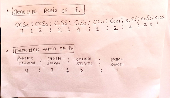 * Igeno a pic Ratio of F2 CCSS : CCSS: CSS: CSs: ccss: Cassiccss:ecSsócess I • 2 : 2 4 · 1 2 · :2 & Phenotypic datio OF F2 .