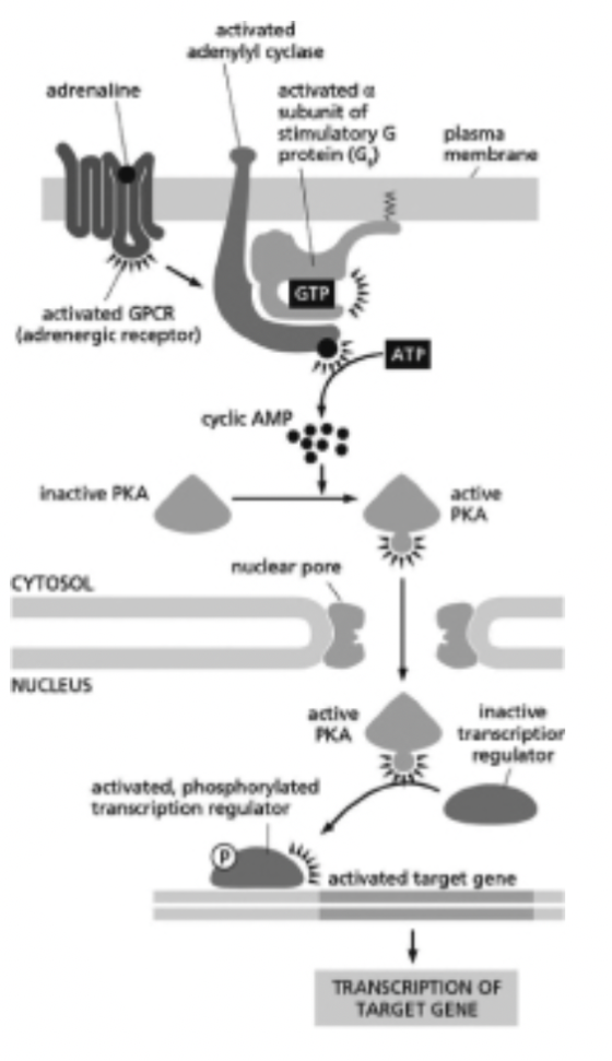 activated adierylyl cyclase adrenaline activated a ubunit of stimulatory G protein (G) plasma membrane activated GPCR (adrene