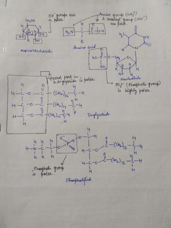 Amino group (NH) of groups are & polar! & Cart CH,OH are your group (609 - - prou Thoty A fort Amino acid 2 monosaccharide 40