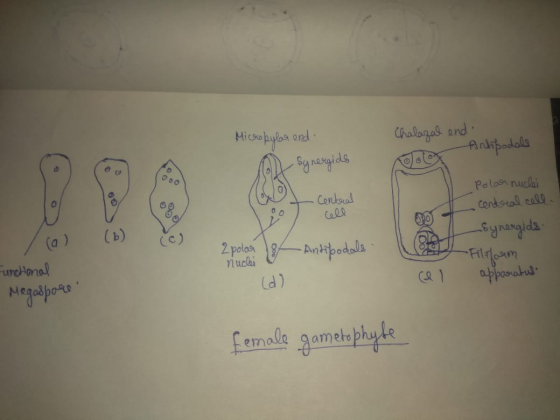Micropylar end Chalazal end Antipodals o Synergids et Central o cell al polar nuclei - central cell. -Synergids - Filform el