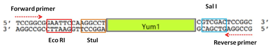 Forward primer Sall Yum1 CGTCGACTCCGGC 3 IGCAGCTGAGGCCG 5 5 TCCGGCGGAATTCCAAGGCCT 3 AGGCCGCCTTAAGGT TCCGGA Eco RI Stul Re