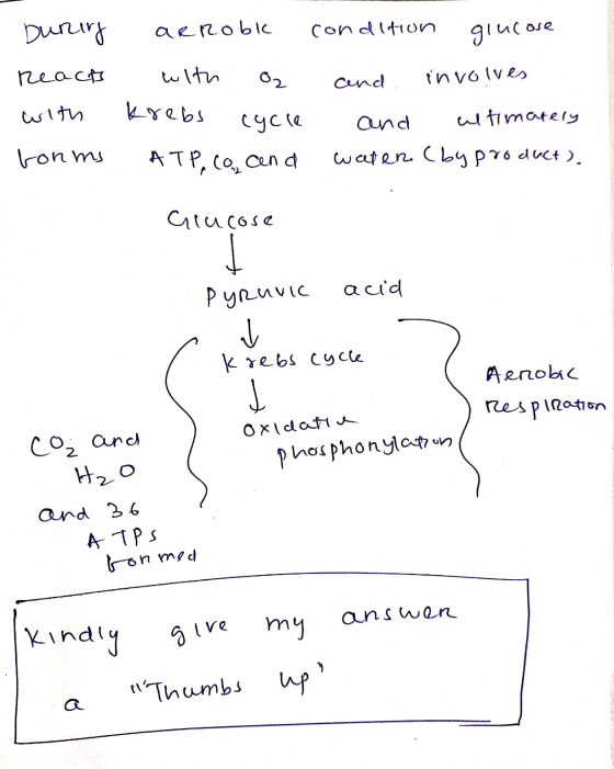 During arrobl react with 2 with Krebs cycle forms ATP, co, and condition glucose and involves and ultimately water (by produc