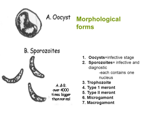 A. Oocyst Morphological forms B. Sporozoites 1. Oocysts=infective stage 2. Sporozoites= infective and diagnostic -each contai