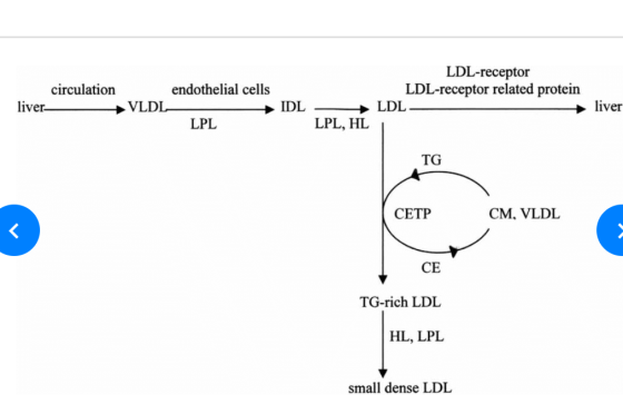 LDL-receptor LDL-receptor related protein circulation endothelial cells liver.ㅡㅡㅡㅡㅡㅡ+ VLD + LPL LPL, HL TG CETP CM. VLDL CE T