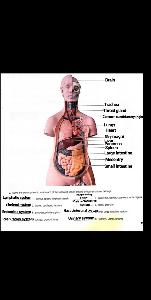 Brain Trachea Throid gland Common carotid artery (right Lungs Heart Diaphragm Liver Pancreas Spleen Large intestine Mesentry
