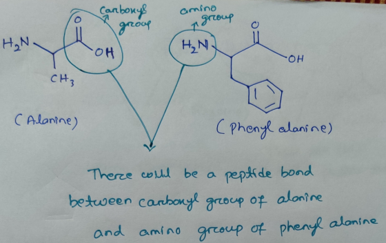 Saabonye amina 1roup OH OH CH3 CAlantne) Phenye alanine) Theree cold be a peptide bond between canbony group of alontne and a