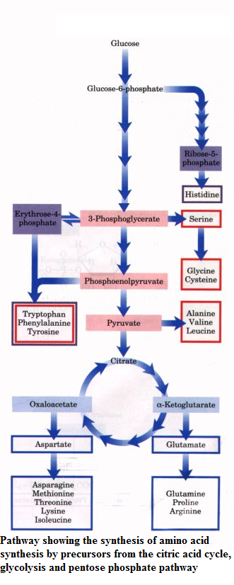 Glucose Gl Histidine osphate 3-PhosphoglycerateSrine Glycine PhosphoenolpyruvateCysteine Tryptophan Phenylalanine Tyrosine Alanine Valine Leucine Pyruvate Oxaloacetate a-Ketoglutarate Aspartate Glutamate Asparagine Methionine Threonine Lysine Isoleucine Glutamine Proline Arginine Pathway showing the synthesis of amino acid synthesis by precursors from the citric acid cycle, glycolysis and pentose phosphate pathway
