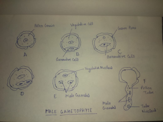 Pollen Gocain Vegetative cell Cream Pare - Generative cell one! В Generative cell - Vegetatice Nucleus - Pollen E Male Gramet
