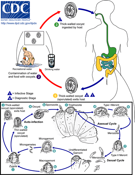 CDC SAFEREALTHIER PEOPLE http://www.dpd.cdc govidpdx Thick-walled oocyst ingested by host Drinking water Recreational water C