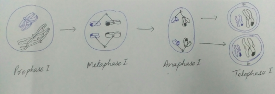 Metaphase I Anaphase I Prophase I Telophase I